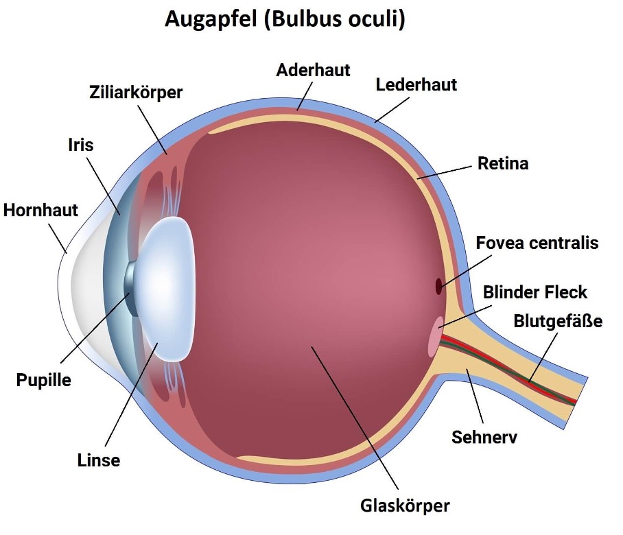 Anatomie vom Auge